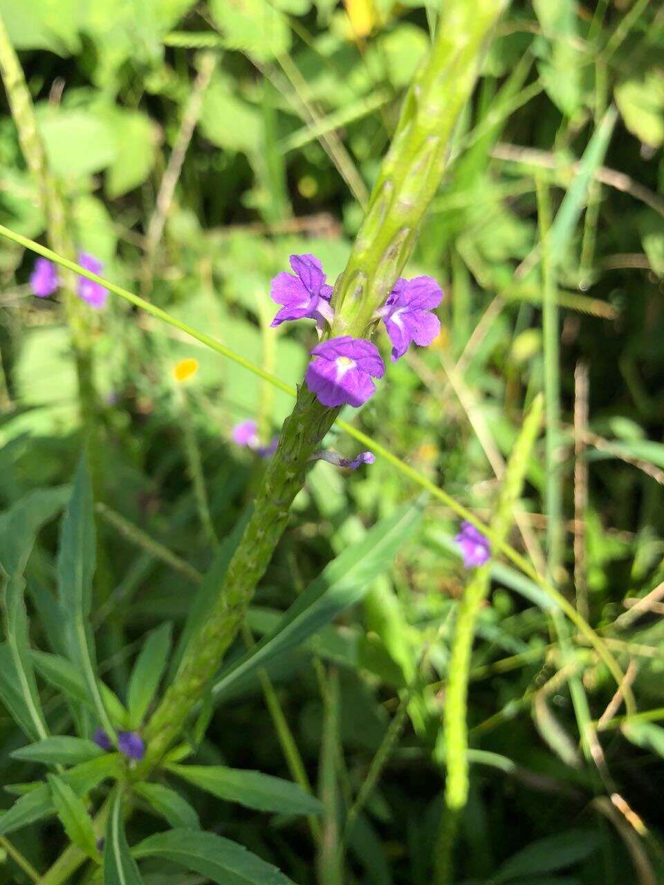 Image of light-blue snakeweed