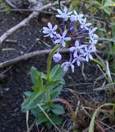 Image of Pentanisia prunelloides subsp. prunelloides