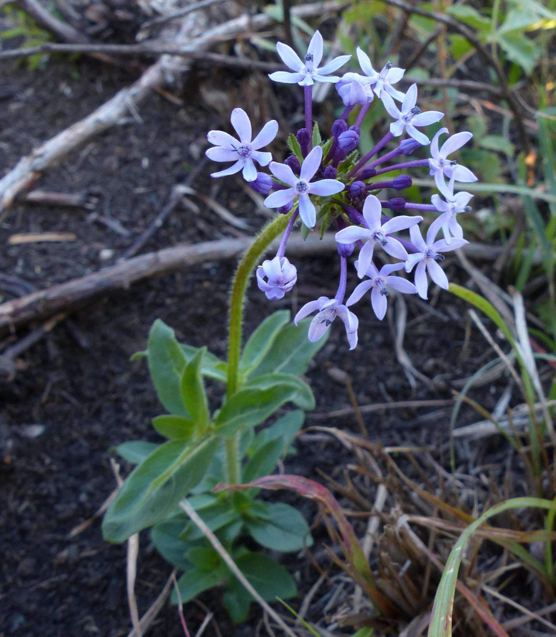 Image of Pentanisia prunelloides subsp. prunelloides