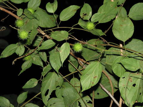 Image of Byttneria catalpifolia Jacq.