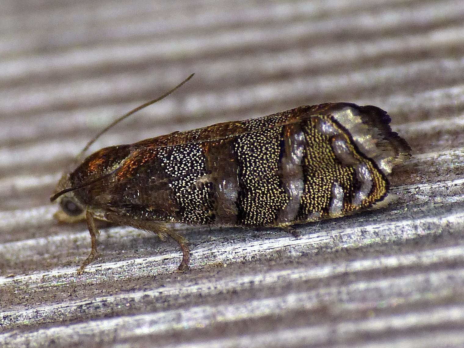 Image of Eastern Pine Seedworm Moth