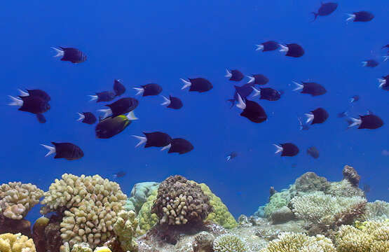 Image of Pale-tail chromis