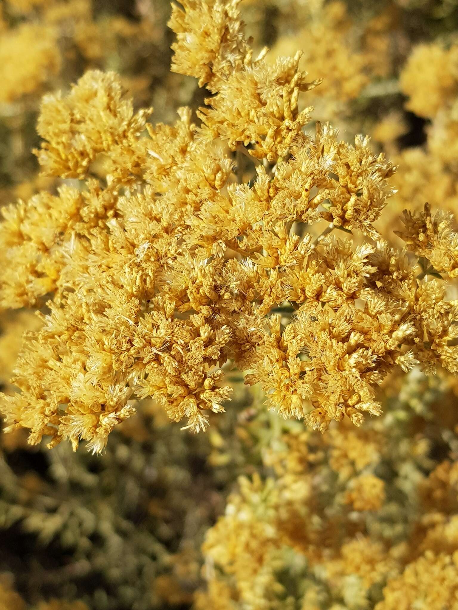 Imagem de Helichrysum kraussii Sch. Bip.