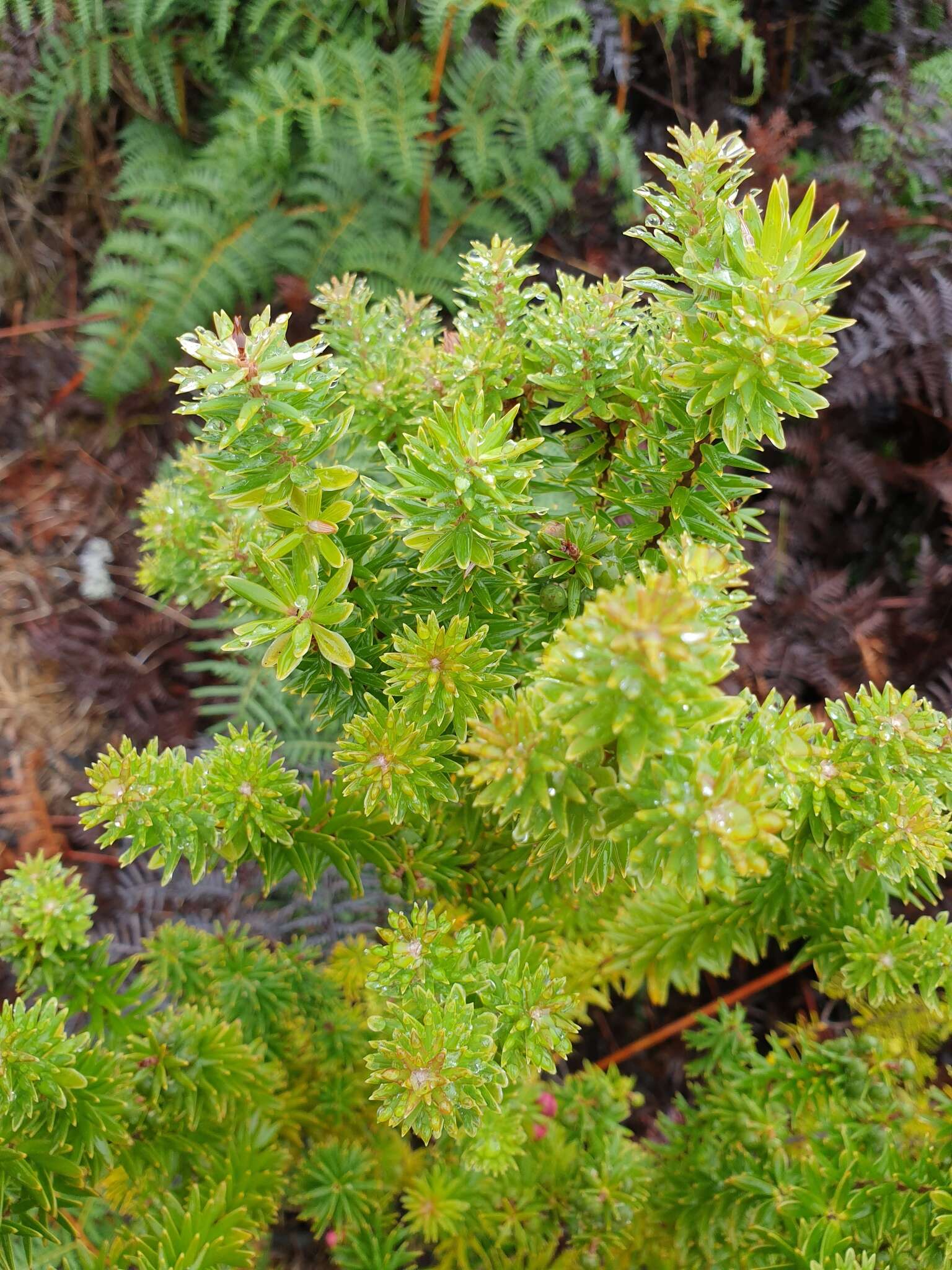 Image of Leptecophylla robusta (Hook. fil.) C. M. Weiller