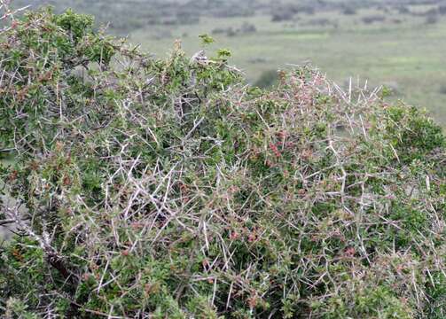 Image of Gymnosporia polyacantha (Sond.) Szyszyl.