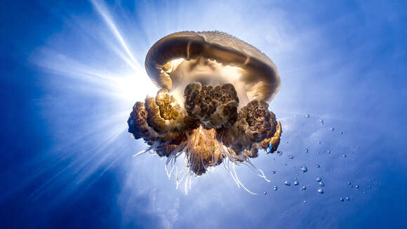Image of Versurigid Jellies