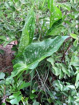 Image of Spotted-leaved arum lily