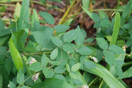 Imagem de Centrosema pubescens Benth.