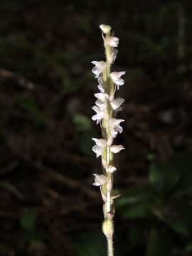 Image of Hairy jewel orchid