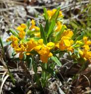 Image of hoary puccoon