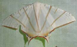 Image of Ourapteryx claretta Holloway 1982