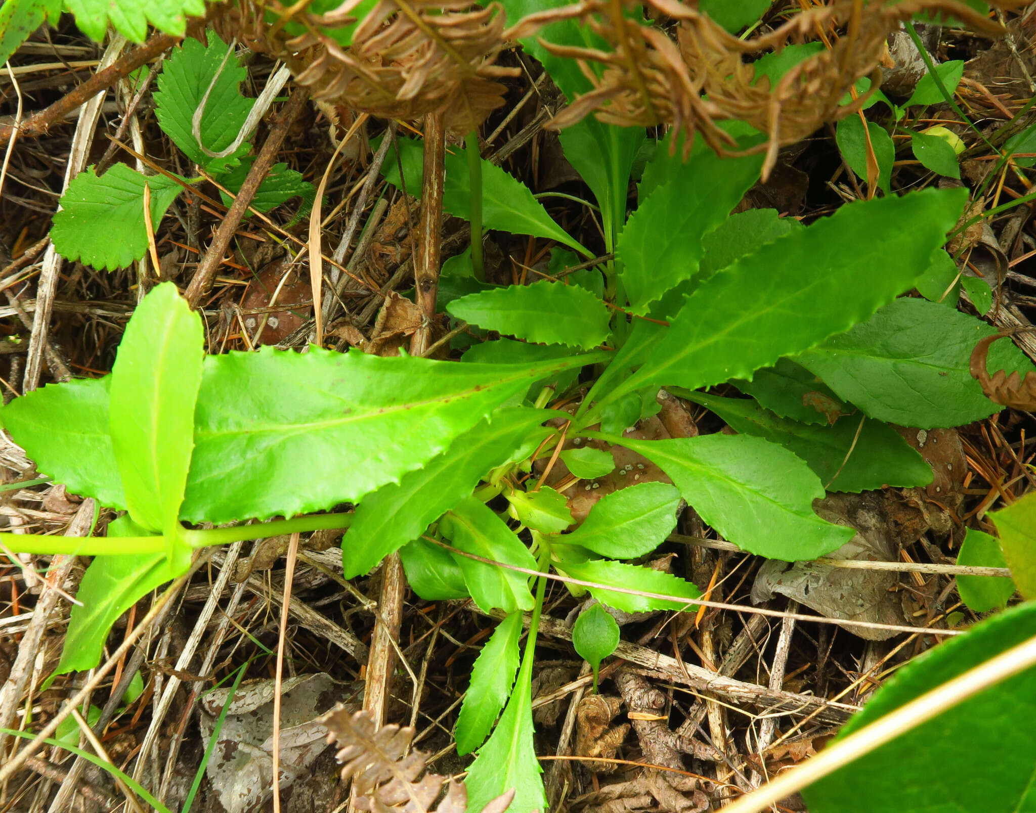 Image of Rattan's beardtongue