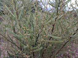 Acacia stricta (Andrews) Willd.的圖片