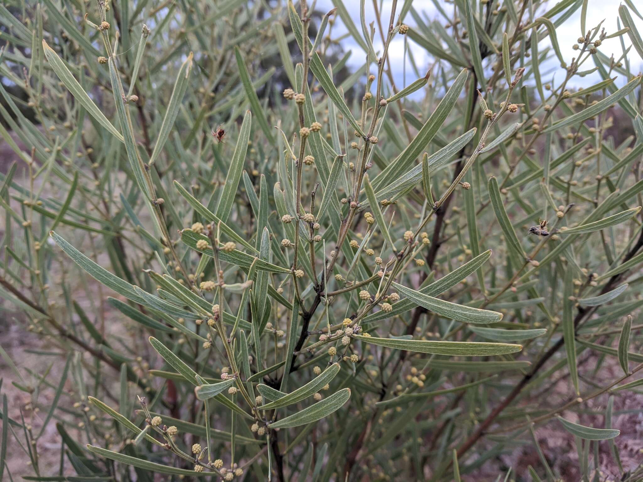 Acacia stricta (Andrews) Willd.的圖片