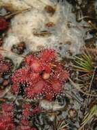 Drosera montana var. tomentosa (St. Hil.) Diels的圖片