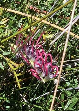 Image of Grevillea acanthifolia subsp. stenomera (F. Müll. ex Benth.) Mc Gill.