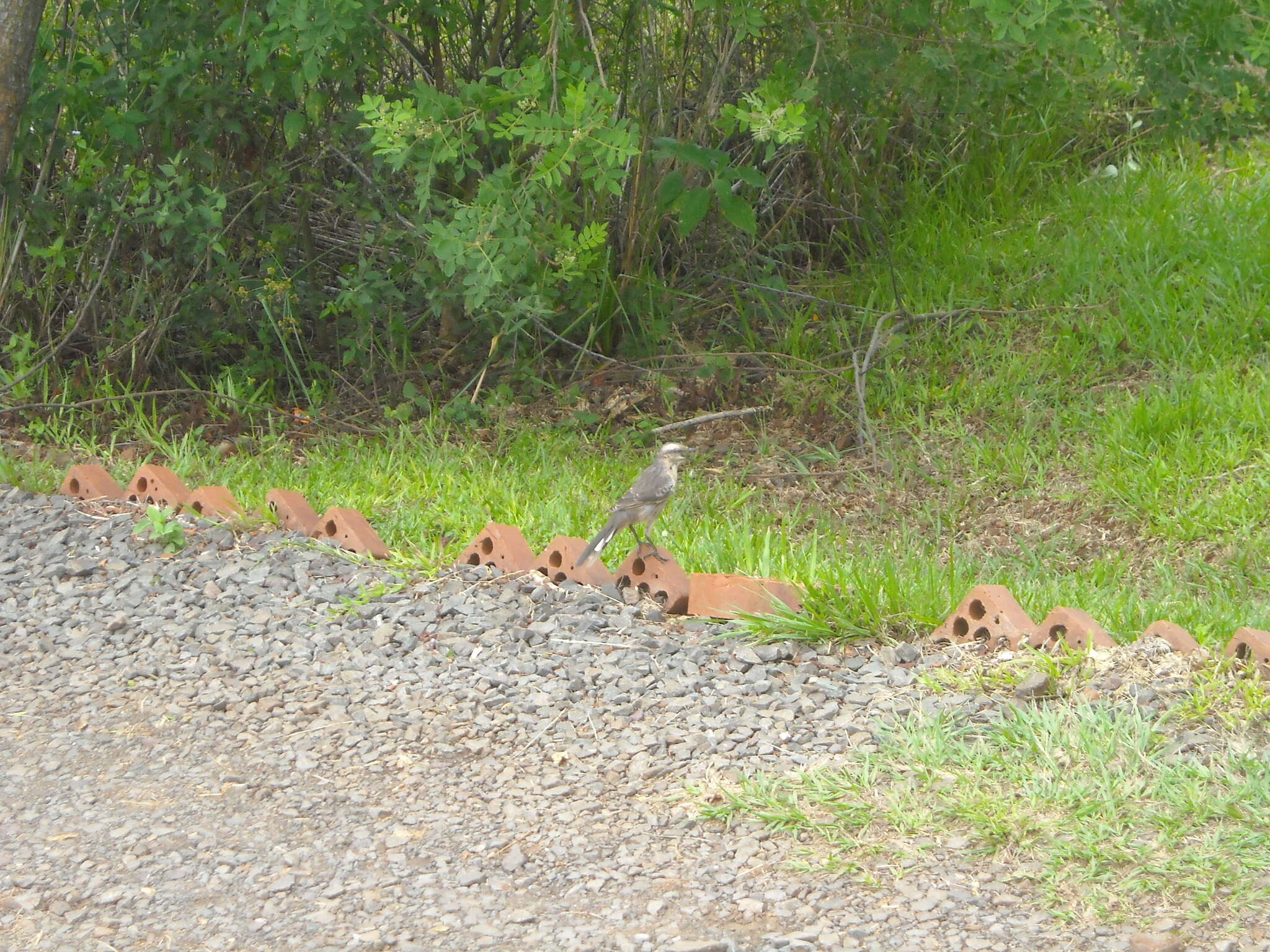 Image of Chalk-browed Mockingbird