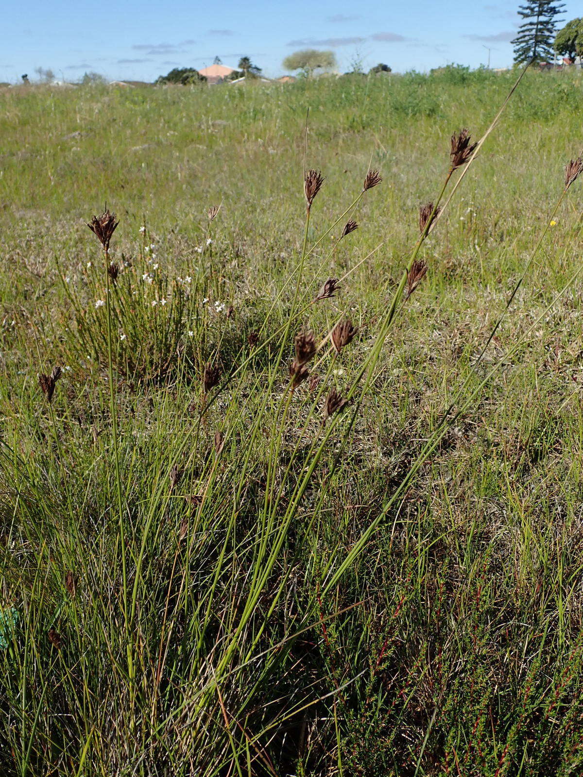 Schoenus nigricans L. resmi