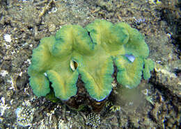 Image of Giant Clam