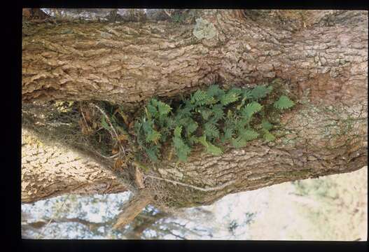 Image de Pleopeltis michauxiana (Weath.) Hickey & Sprunt