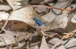 Image of Cicindela (Cicindelidia) rufiventris cumatilis Le Conte 1851