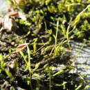 Image of racomitrium moss