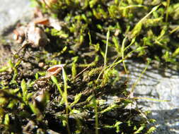 Image of racomitrium moss