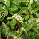 Image de Alternanthera paronychioides A. St.-Hil.