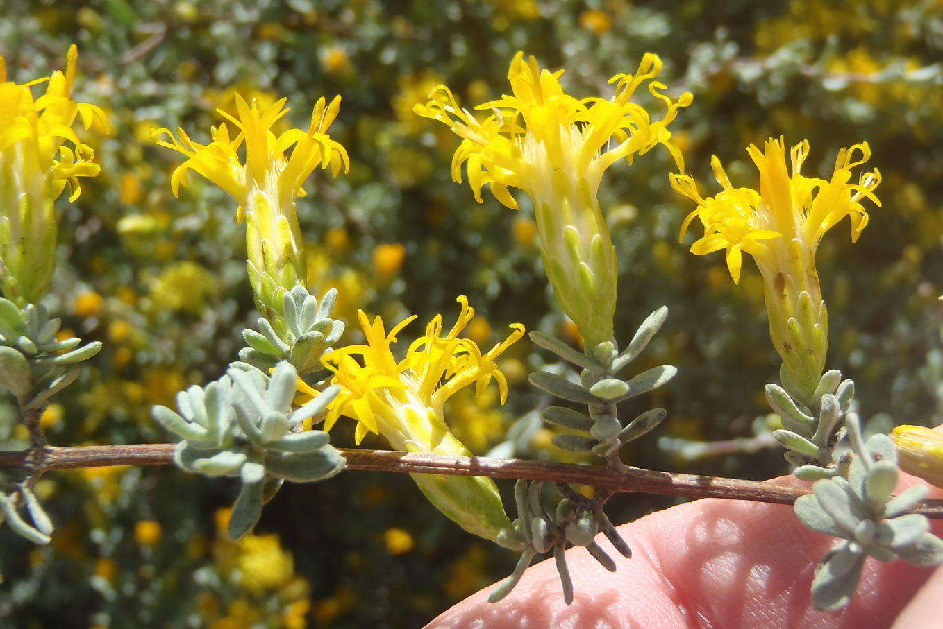 Image of Pteronia incana (Burm. fil.) DC.