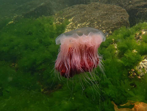 Image of lion’s mane