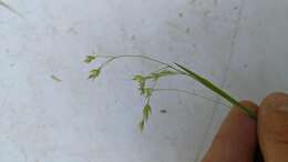 Imagem de Deschampsia atropurpurea (Wahlenb.) Scheele