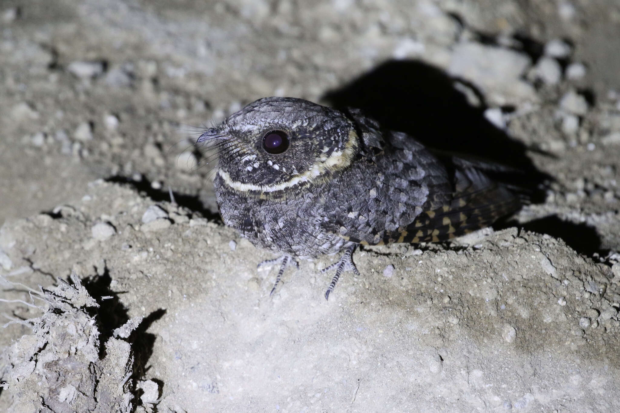 Image of Buff-collared Nightjar