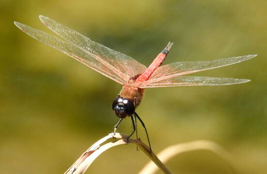 Image of <i>Tramea transmarina propinqua</i> Lieftinck 1942