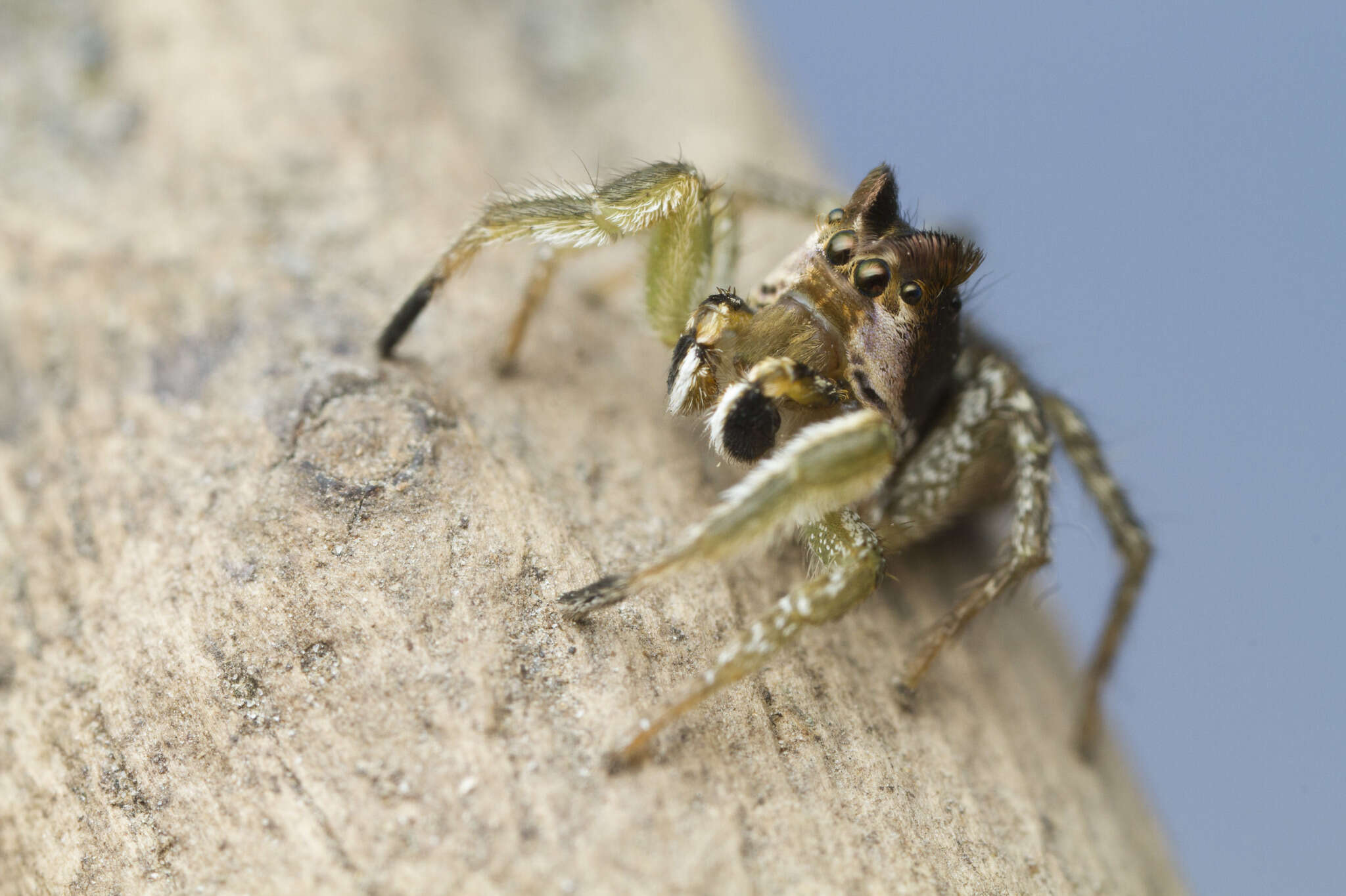 Image of Habronattus ophrys Griswold 1987