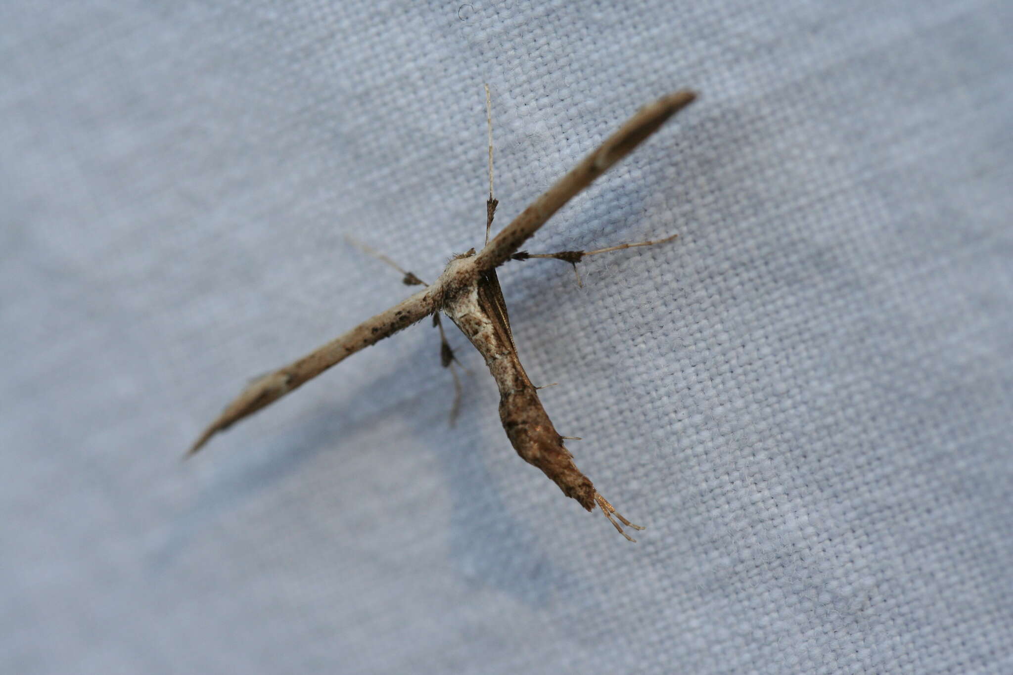 Image of Eupatorium Plume Moth