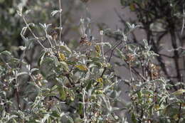 Image de Buddleja marrubiifolia Benth.