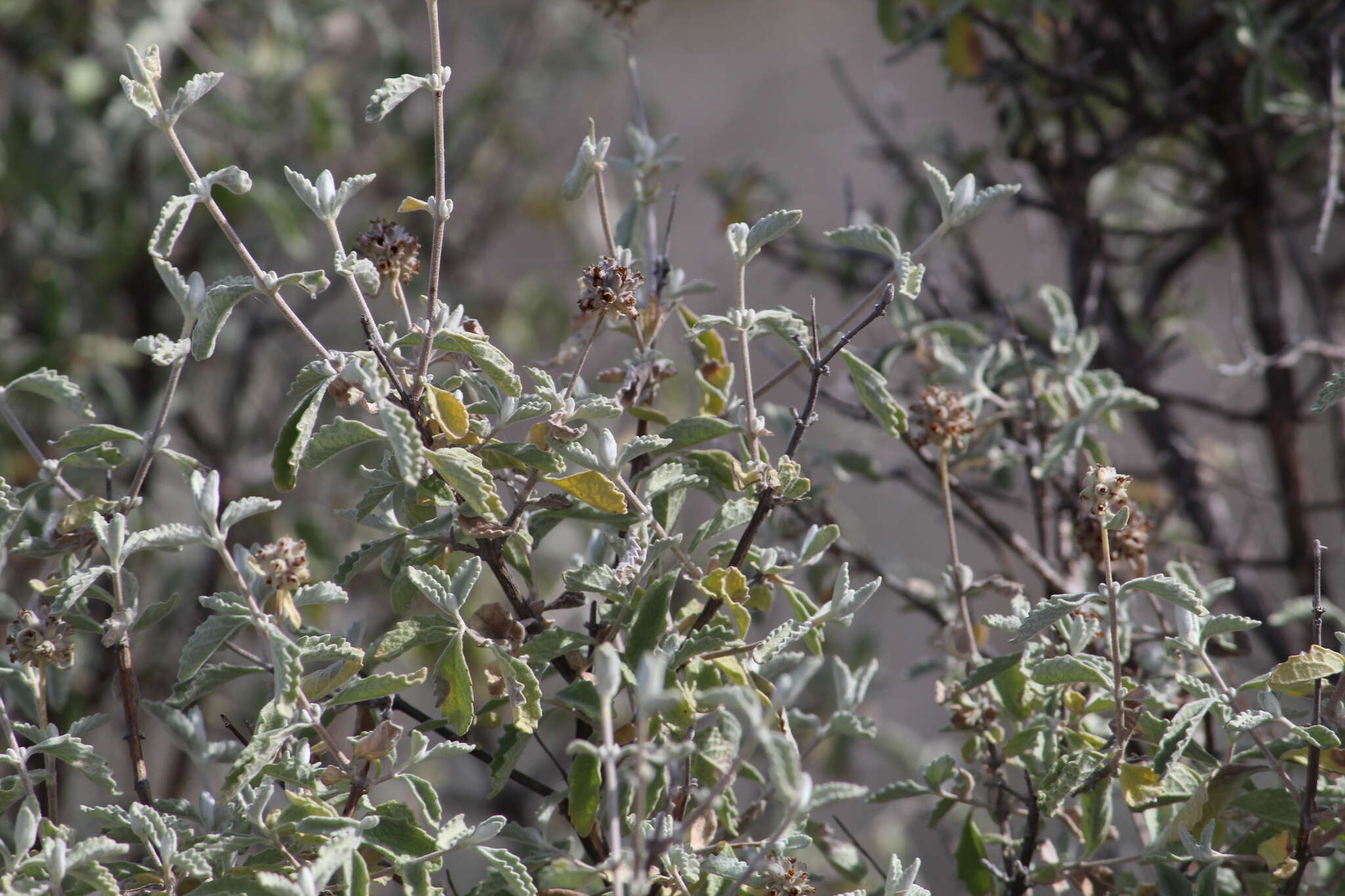 Image de Buddleja marrubiifolia Benth.