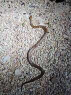 Image of Rosen's Snake