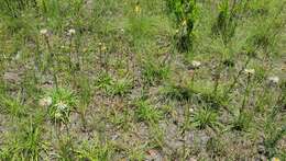 Image of Prickly Grass-Leaf-Aster