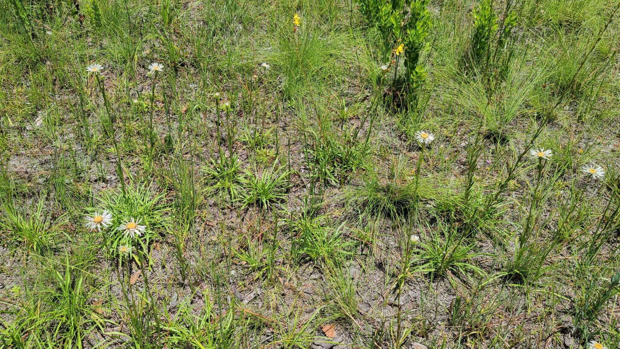 Image of Prickly Grass-Leaf-Aster