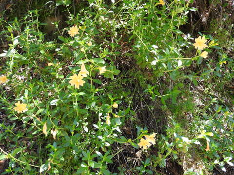 Image of largeflower bush monkeyflower
