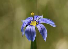 Image of bigroot blue-eyed grass