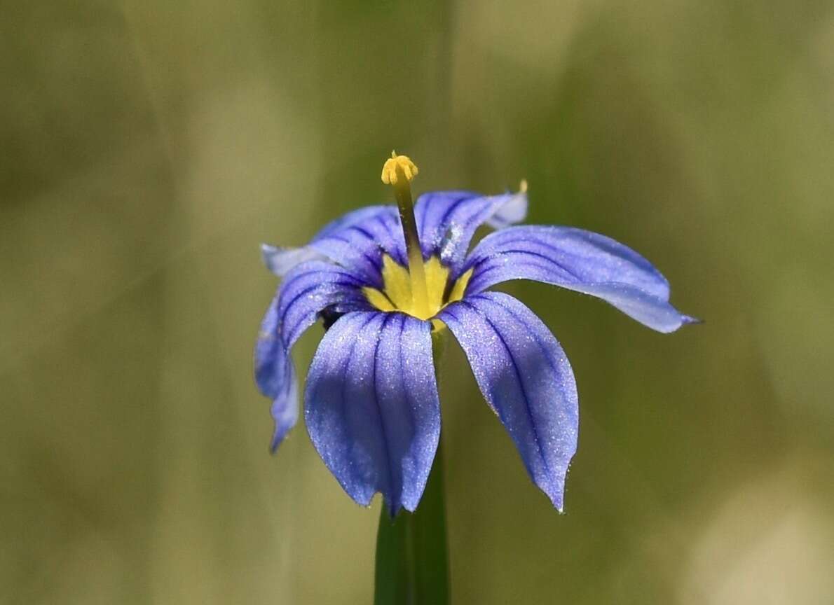 Sisyrinchium radicatum E. P. Bicknell的圖片