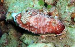 Image of Reticulated red slug