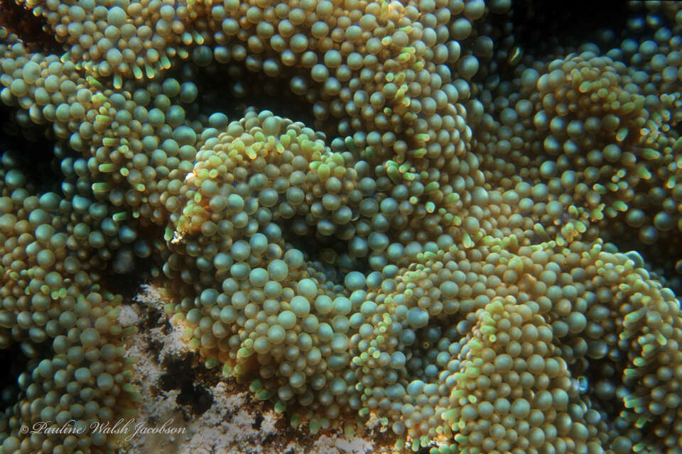 Image of Florida corallimorph