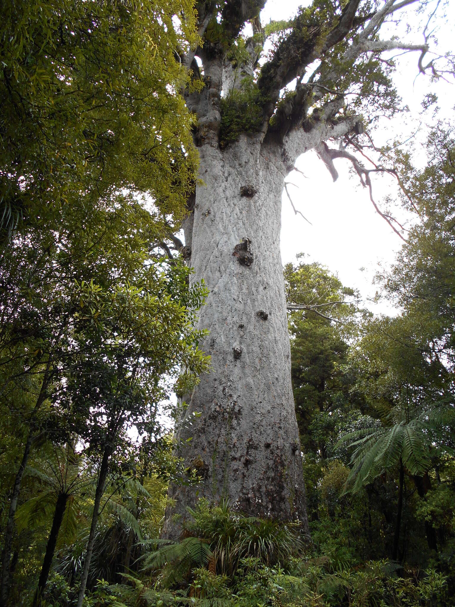 Sivun Kauri kuva