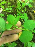 Image de Trifolium stoloniferum Muhl.