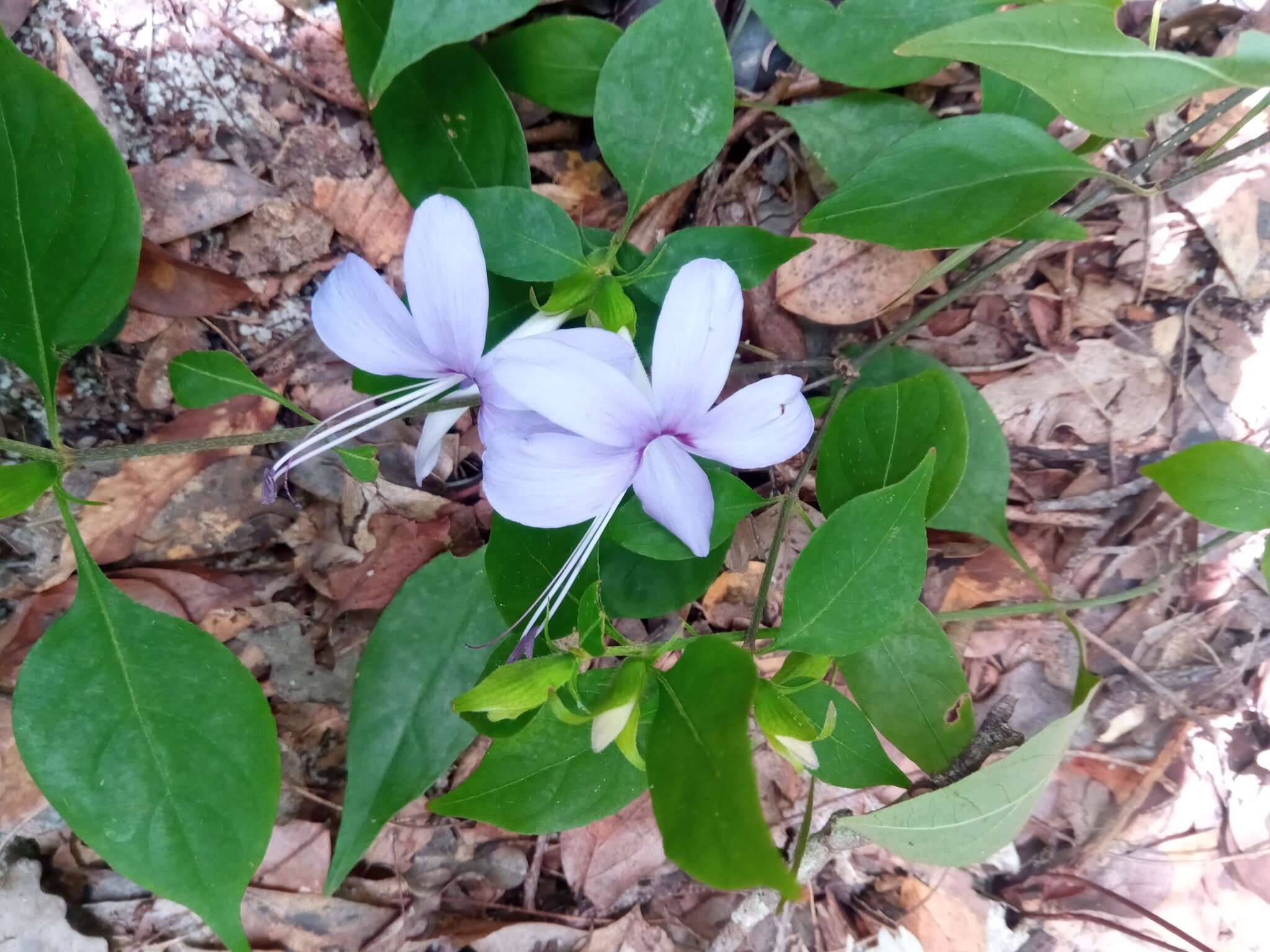 صورة Barleria phillyreifolia Baker