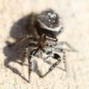 Sivun Phidippus toro Edwards 1978 kuva