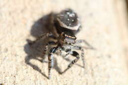 Sivun Phidippus toro Edwards 1978 kuva